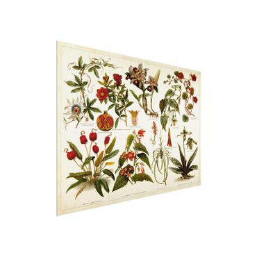 Glass print - Vintage Board Tropical Botany II