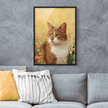 Framed poster - Cat In A Field Of Poppies