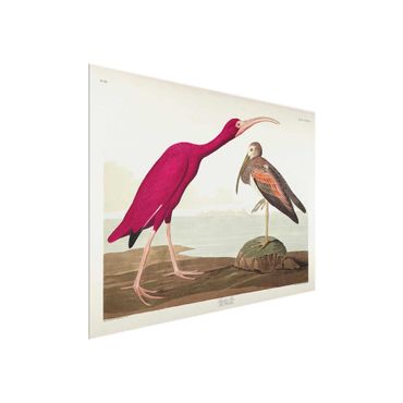 Glass print - Vintage Board Red Ibis