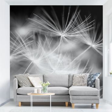 Wallpaper - Moving Dandelions Close Up On Black Background