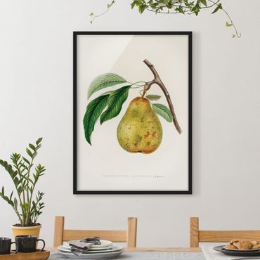 Framed poster - Botany Vintage Illustration Yellow Pear