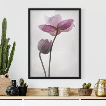 Framed poster - Anemone In Light Pink