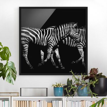 Framed poster - Zebra In The Dark
