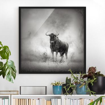 Framed poster - Staring Wildebeest