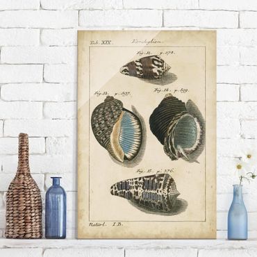 Glass print - Vintage Conch Drawing Brown