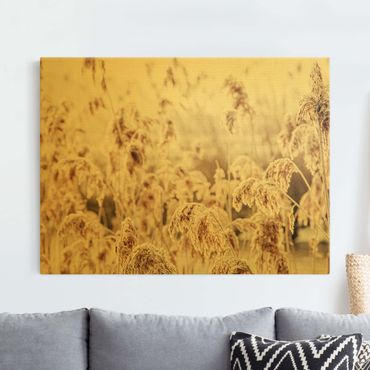Canvas print gold - An Ocean Of Sunlit Reed
