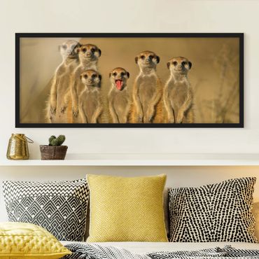 Framed poster - Meerkat Family