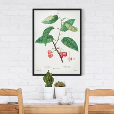 Framed poster - Botany Vintage Illustration Red Cherries