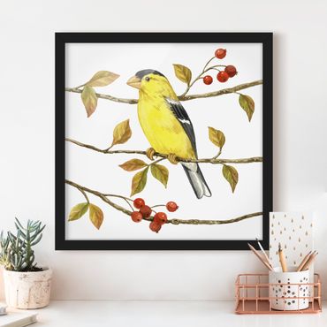 Framed poster - Birds And Berries - American Goldfinch