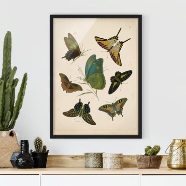 Framed poster - Vintage Illustration Exotic Butterflies