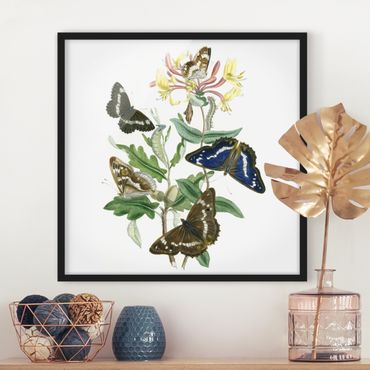 Framed poster - British Butterflies IV