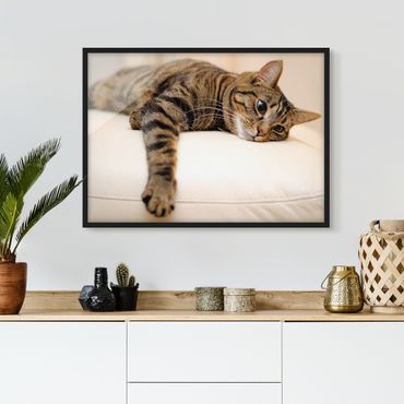 Framed poster - Cat Chill Out
