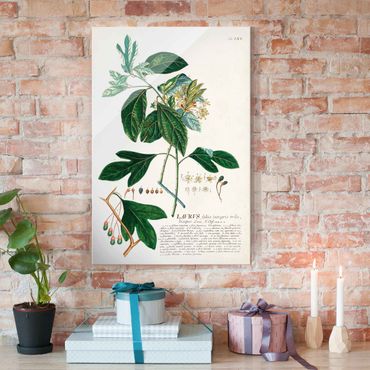 Glass print - Vintage Botanical Illustration Laurel