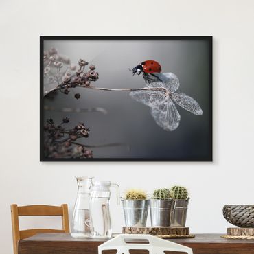 Framed poster - Ladybird On Hydrangea