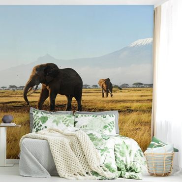 Wallpaper - Elephants In Front Of The Kilimanjaro In Kenya