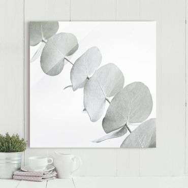 Glass print - Eucalyptus Branch In White Light