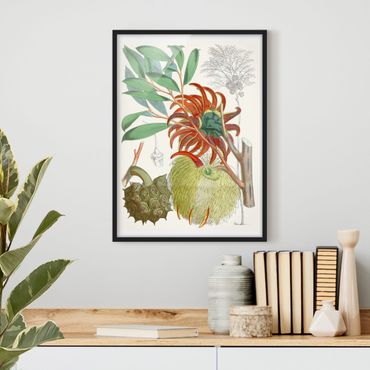Framed poster - Vintage Illustration Tropical Flowers II