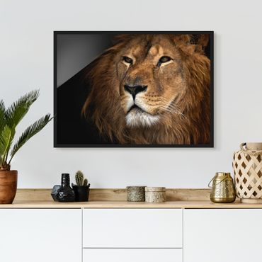 Framed poster - Lion's Gaze