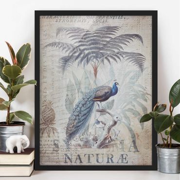 Framed poster - Shabby Chic Collage - Peacock