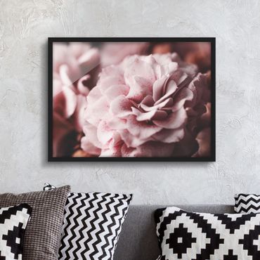 Framed poster - Shabby Light Pink Rose Pastel