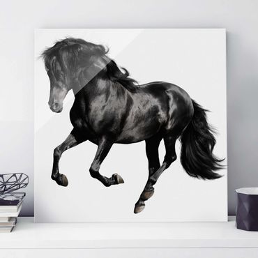 Glass print - Arabian Stallion