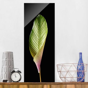 Glass print - Leaf Calathea Ornata On Black 03