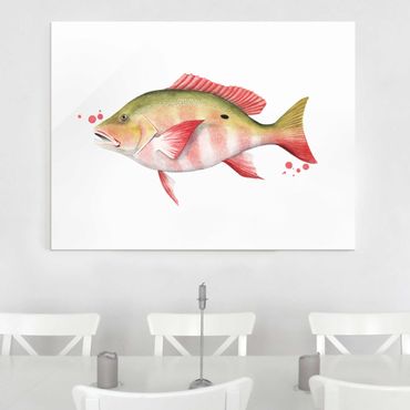 Glass print - Color Catch - Northern Red Snapper