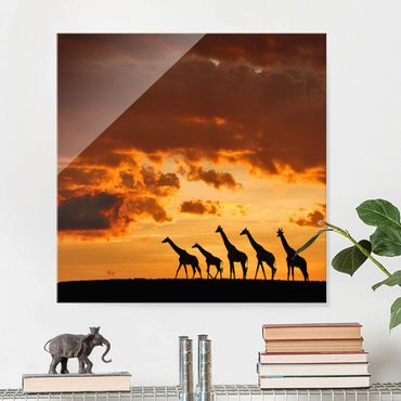 Glass print - Five Giraffes