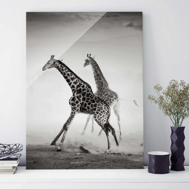 Glass print - Giraffe Hunt