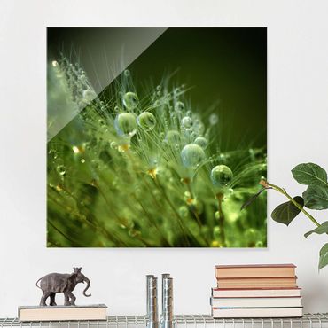 Glass print - Green Seeds In The Rain