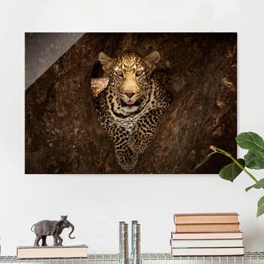 Glass print - Leopard Resting On A Tree