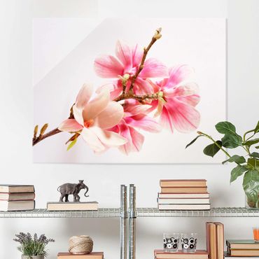 Glass print - Magnolia Blossoms