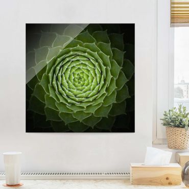 Glass print - Mandala Succulent
