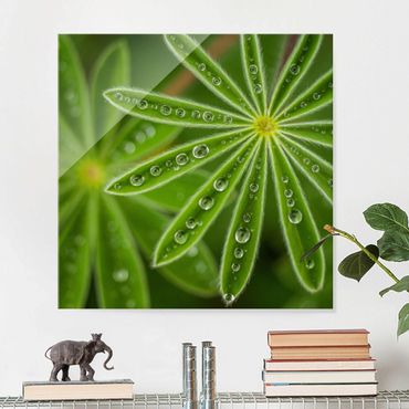 Glass print - Morning Dew On Lupine Leaves