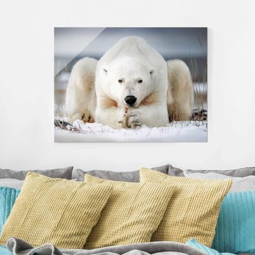 Glass print - Contemplative Polar Bear