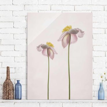 Glass print - Pink Anemone Blossoms