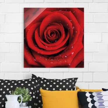 Glass print - Red Rose With Water Drops