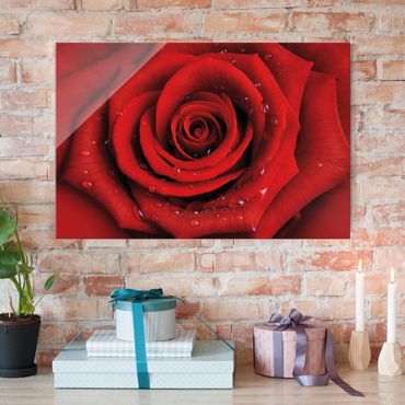 Glass print - Red Rose With Water Drops