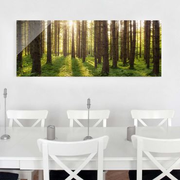 Glass print - Sun Rays In Green Forest