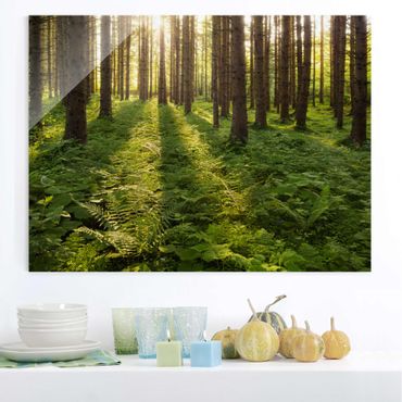 Glass print - Sun Rays In Green Forest