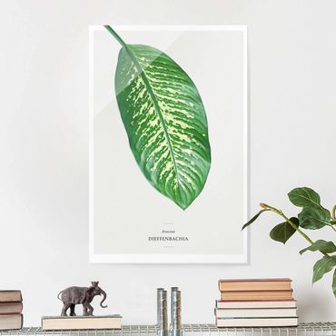 Glass print - Tropical Leaf Dieffenbachia