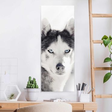 Glass print - Husky Portrait