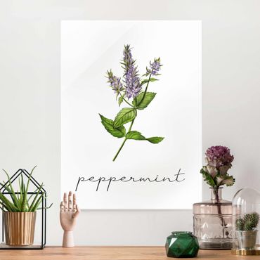 Glass print - Herbs Illustration Pepper Mint