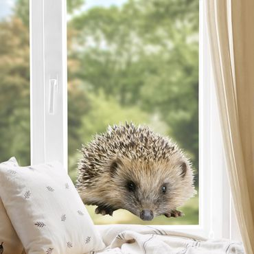 Window sticker - Little Hedgehog