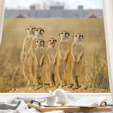 Window decoration - Meerkat Family