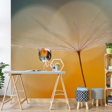 Wallpaper - Dandelion In Orange