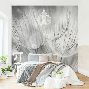 Wallpaper - Dandelions Macro Shot In Black And White