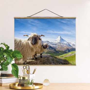 Fabric print with poster hangers - Blacknose Sheep Of Zermatt - Landscape format 4:3