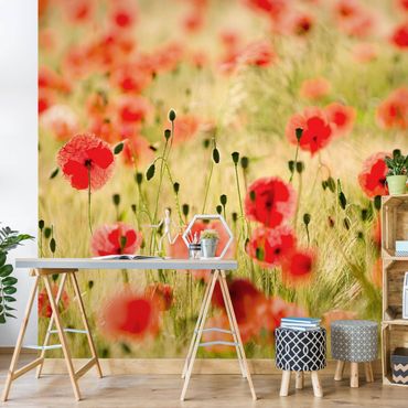 Wallpaper - Summer Poppies