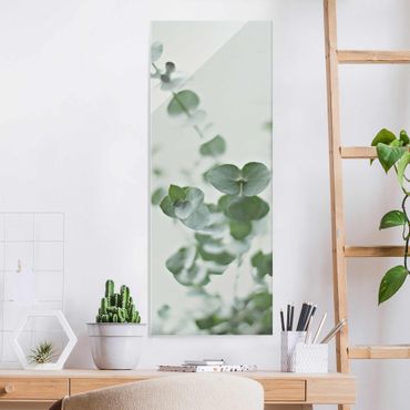 Glass print - Growing Eucalyptus